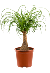 Beaucarnea Recurvata