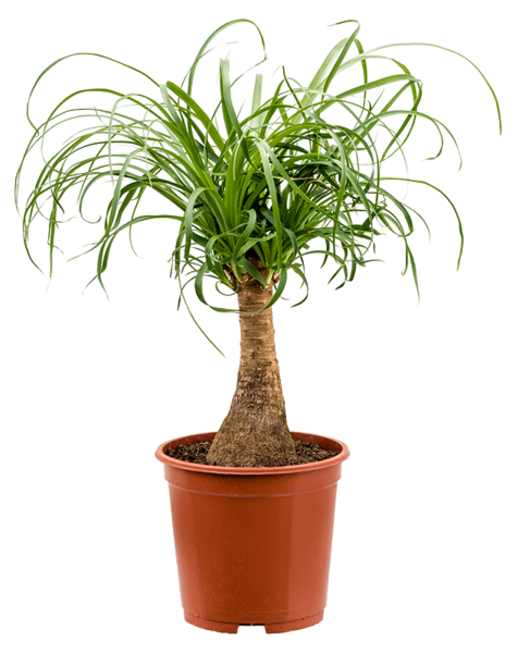 Beaucarnea