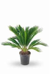 Cycas revoluta