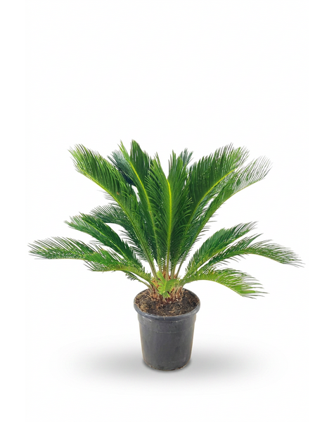 Cycas revoluta