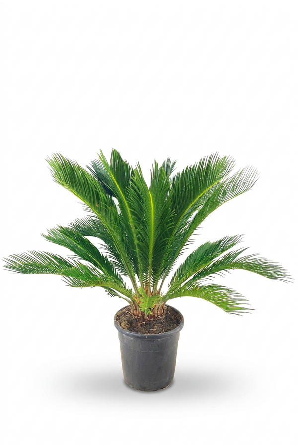 Cycas revoluta