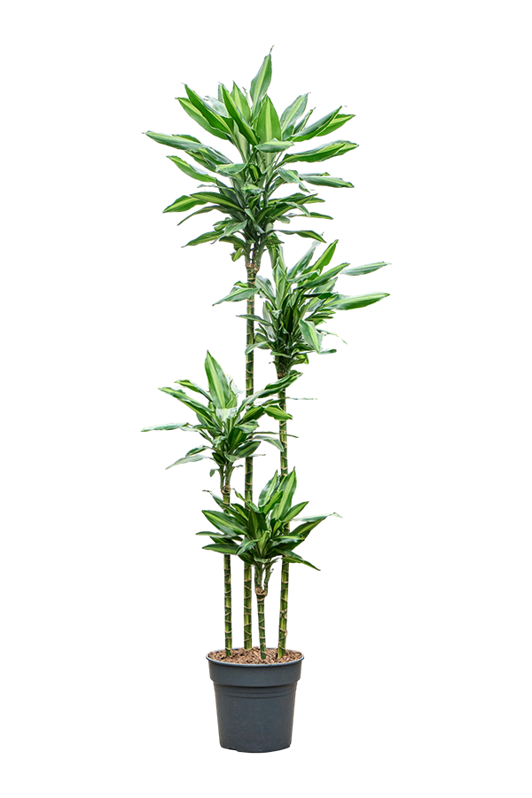 Dracaena Fragrans Silindo