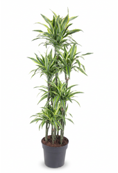 Dracaena Lemon Lime 120-carrousel
