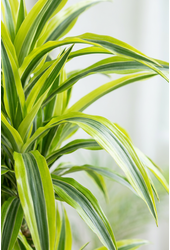 Dracaena Lemon Lime 120-carrousel