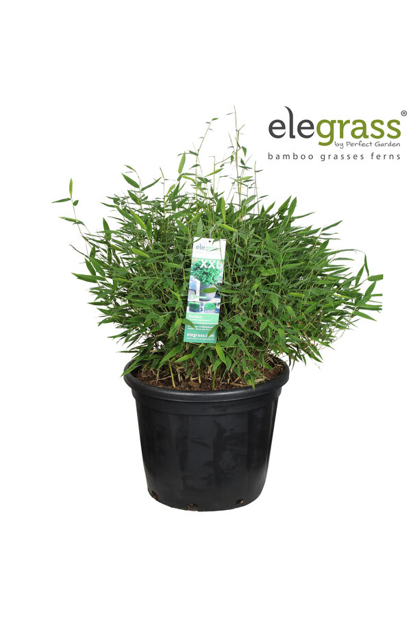 Fargesia Moontears® Boobux P46 - SALE