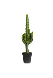 Euphorbia erytrea - SALE