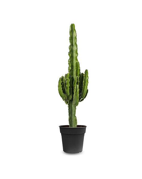 Euphorbia - SALE