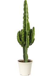 Euphorbia erytrea - SALE
