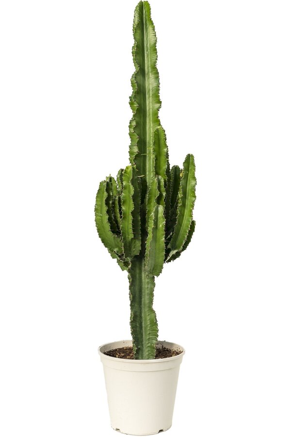 Euphorbia erytrea - SALE
