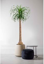Beaucarnea Flaschenbaum XXXL - SALE