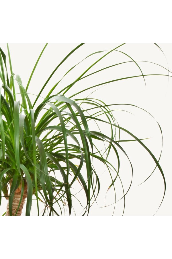 Beaucarnea Flesseboom XXXL  - SALE