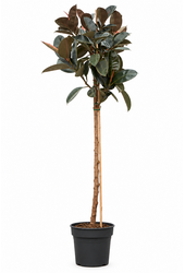 Ficus Elastica Abidjan
