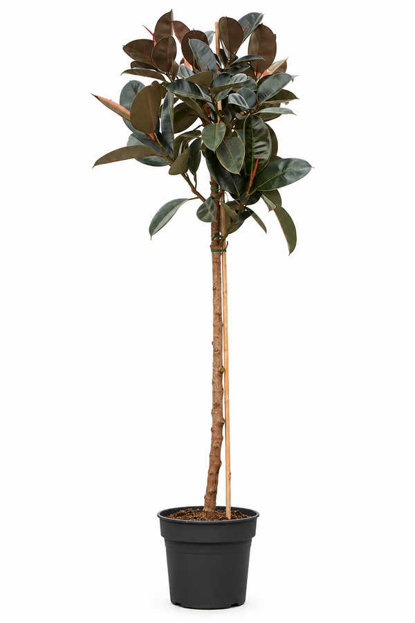 Ficus Elastica Abidjan