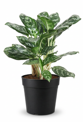 Aglaonema Amazone Silver