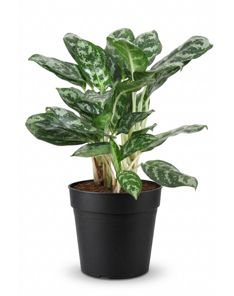 Aglaonema Amazone Silver