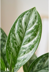 Aglaonema Amazone Silver