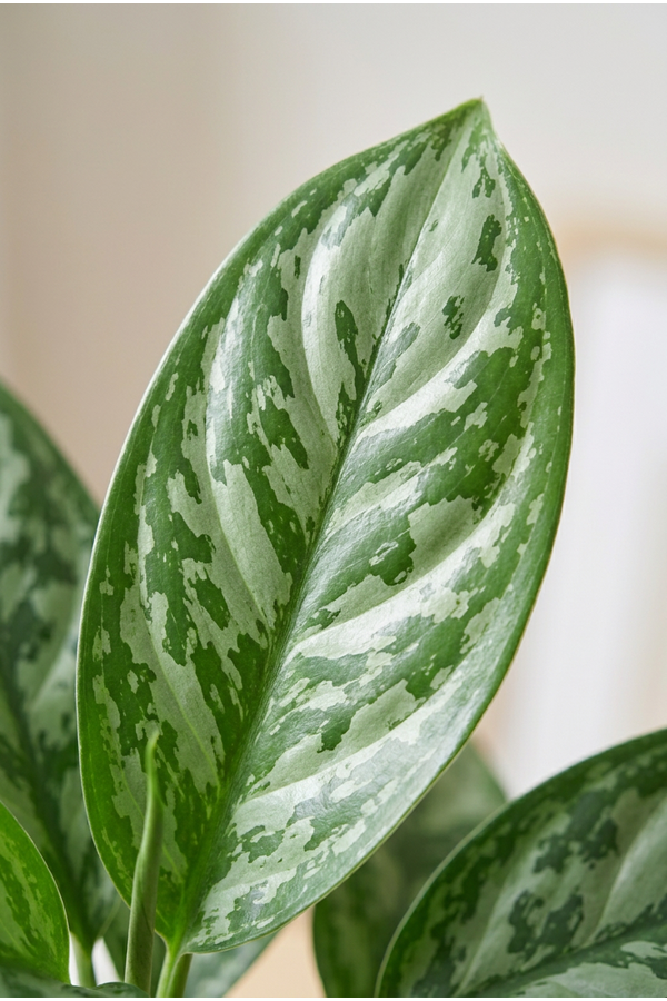 Aglaonema Amazone Silver