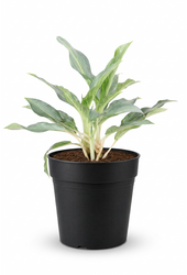 Aglaonema Ghost