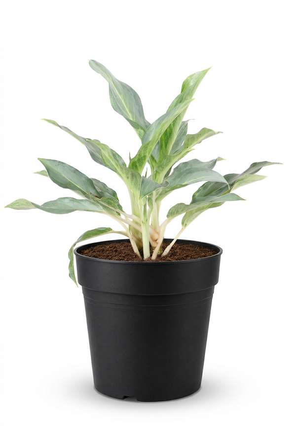 Aglaonema Ghost