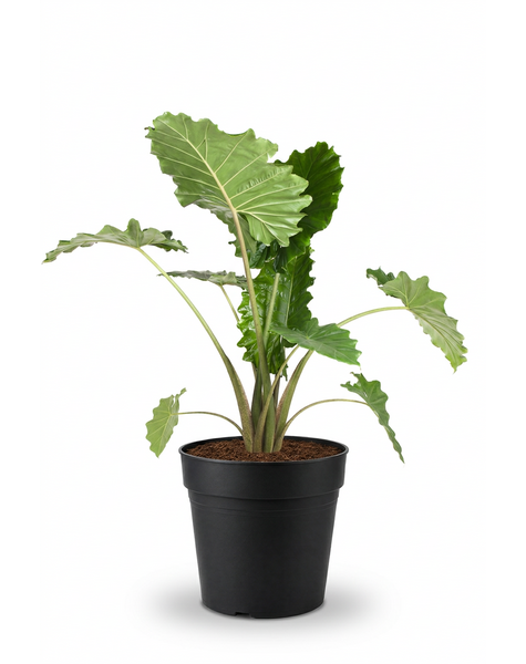 Alocasia Portodora