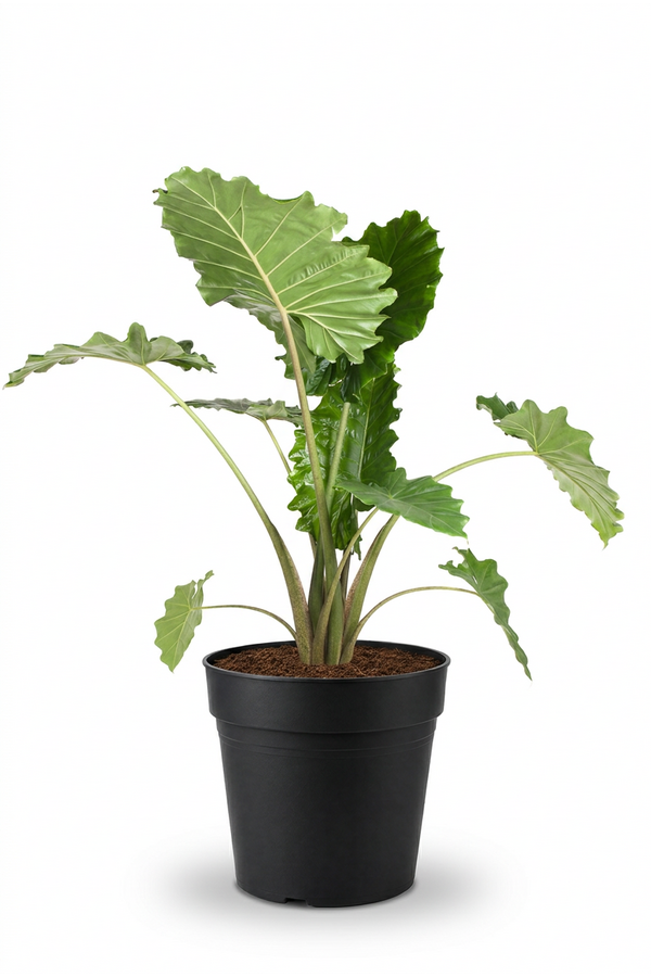Alocasia Portodora