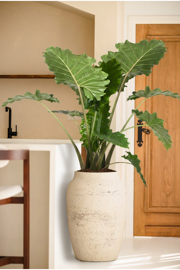 Alocasia Portodora
