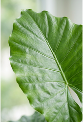 Alocasia Portodora