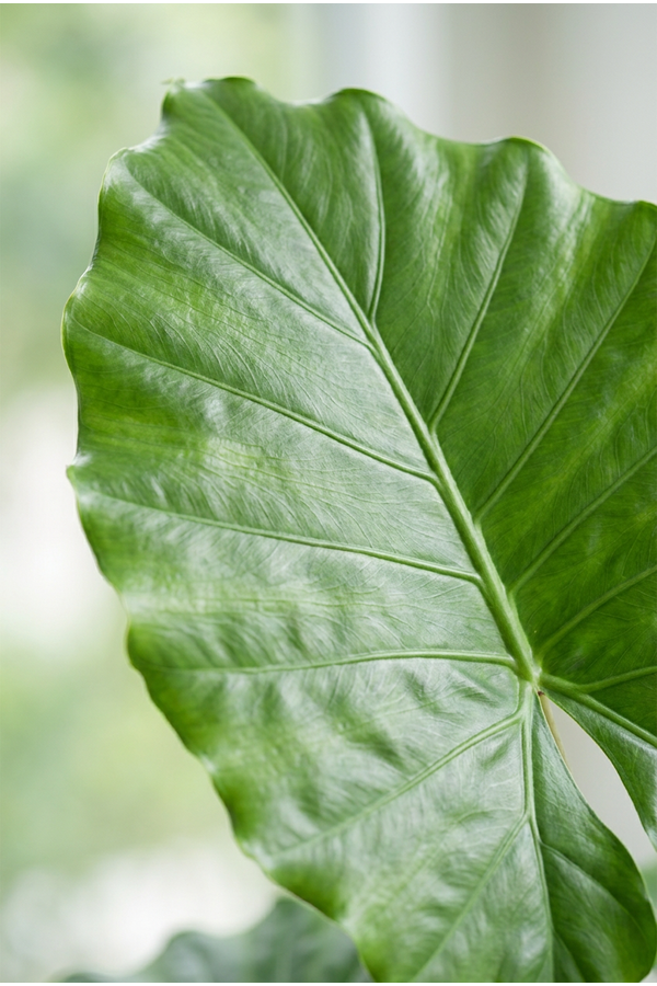 Alocasia Portodora