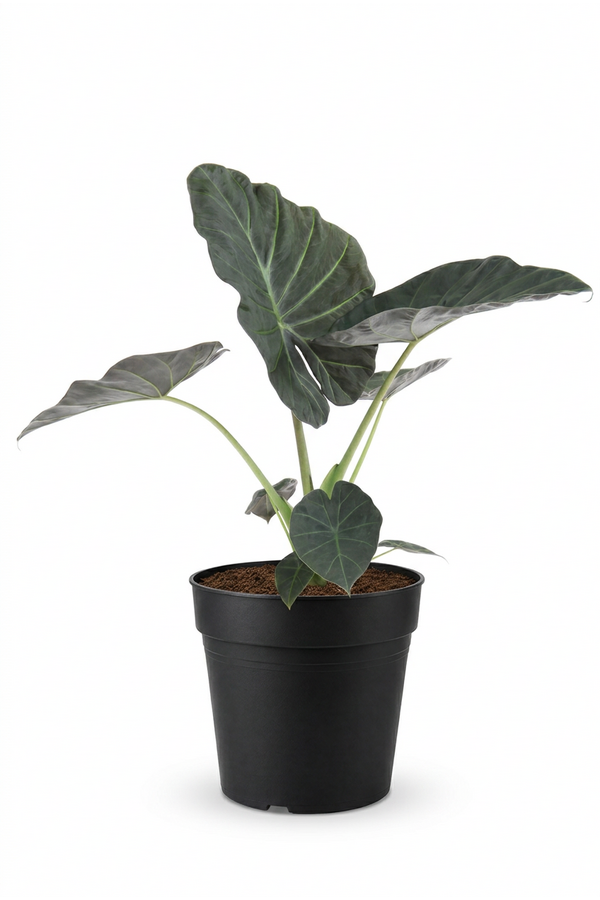 Alocasia Regal Shields