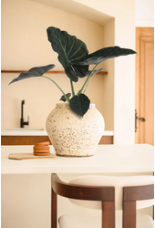 Alocasia Regal Shields