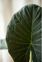 Alocasia Regal Shields
