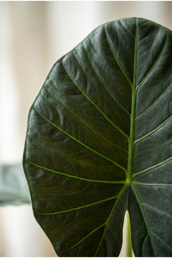 Alocasia Regal Shields