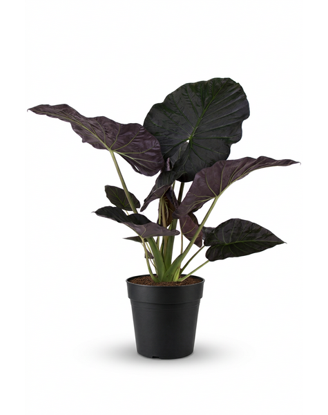Alocasia Regal Shields (NO GAP)