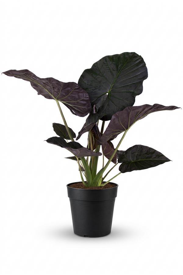 Alocasia Regal Shields (NO GAP)