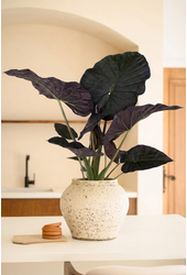Alocasia Regal Shields (NO GAP)