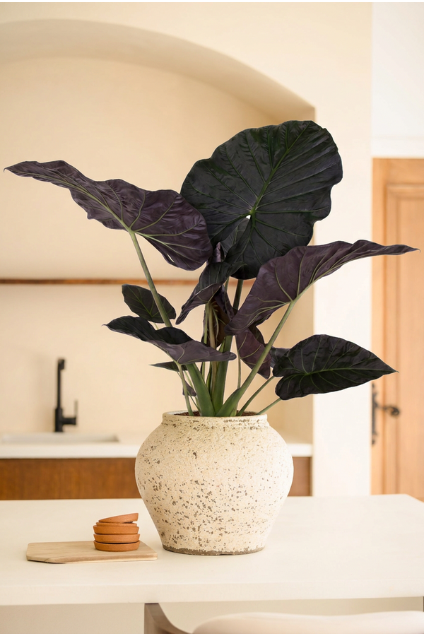 Alocasia Regal Shields (NO GAP)