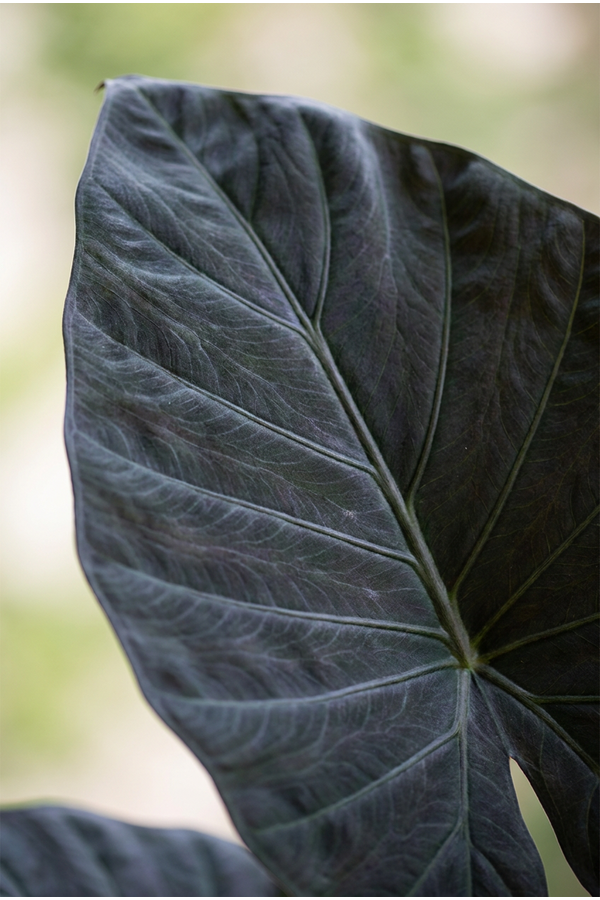 Alocasia Regal Shields (NO GAP)
