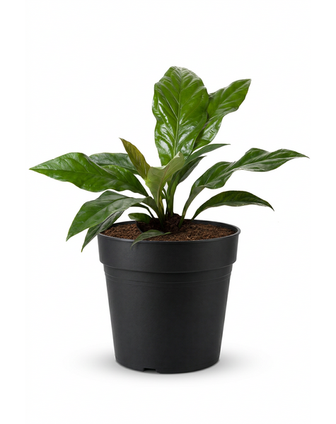 Anthurium Jungle Bush 1PP