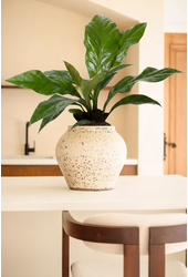 Anthurium Jungle Bush 1PP