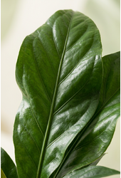 Anthurium Jungle Bush 1PP