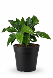 Anthurium Jungle Bush 2PP