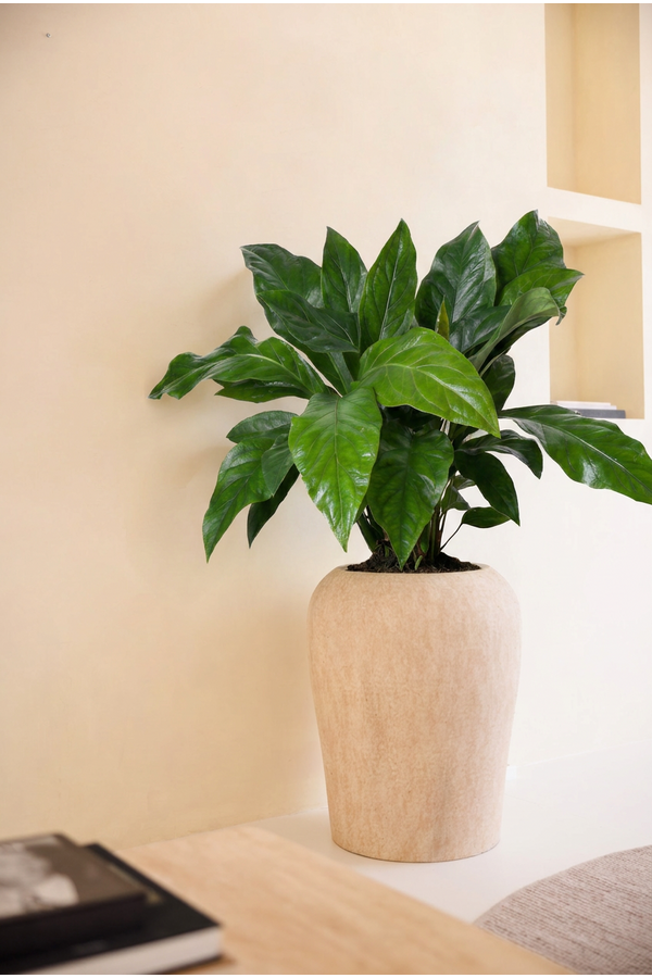 Anthurium Jungle Bush 2PP