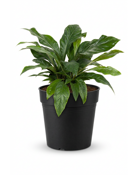 Anthurium Jungle Bush 3PP