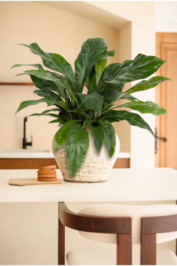 Anthurium Jungle Bush 3PP