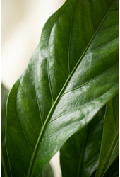 Anthurium Jungle Bush 3PP
