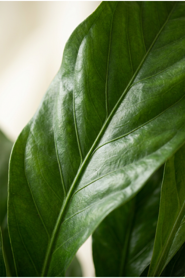 Anthurium Jungle Bush 3PP