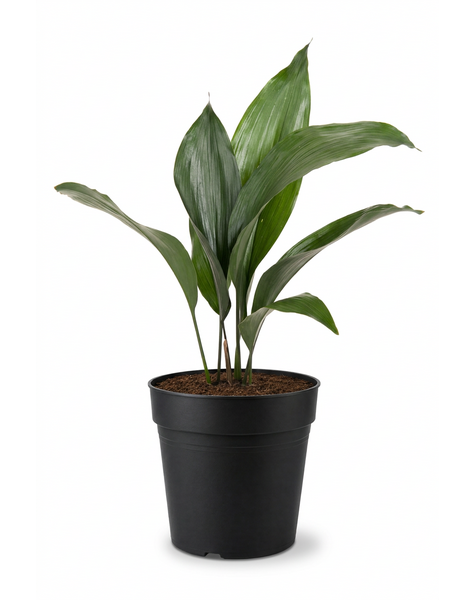 Aspidistra Elatior P13