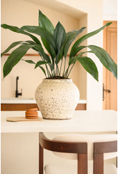 Aspidistra Elatior P13
