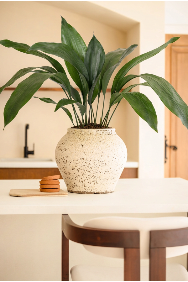 Aspidistra Elatior P13