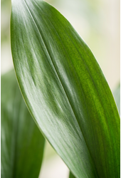 Aspidistra Elatior P13